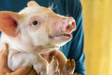 (유)농업법인태흥축산